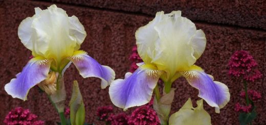 Iris