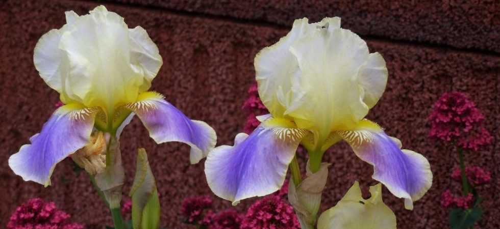 Iris
